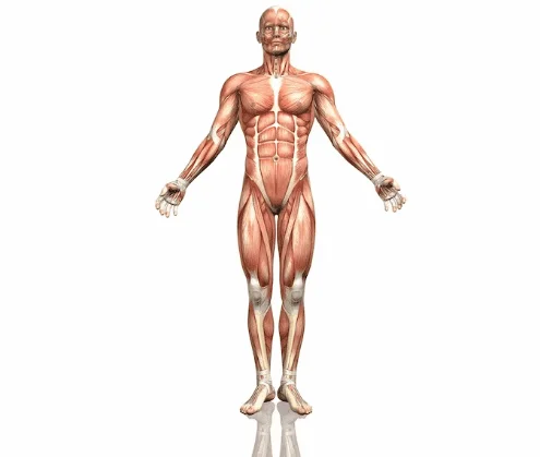 elettrostimolatore muscolare